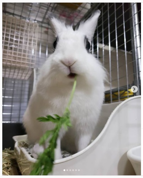 うさぎ畑,ユーザーフォト,Instagram