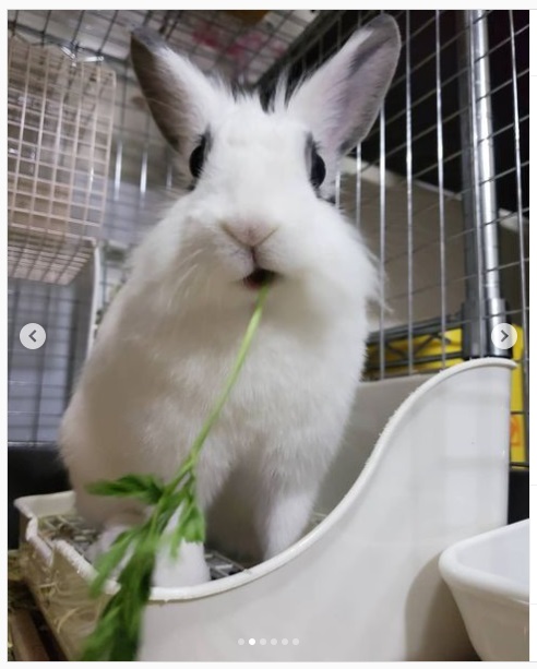 うさぎ畑,ユーザーフォト,Instagram