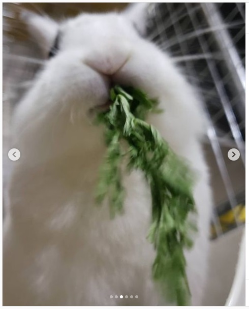 うさぎ畑,ユーザーフォト,Instagram