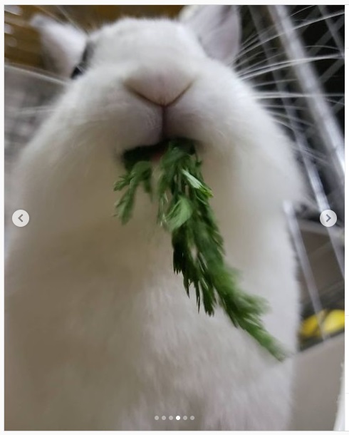 うさぎ畑,ユーザーフォト,Instagram