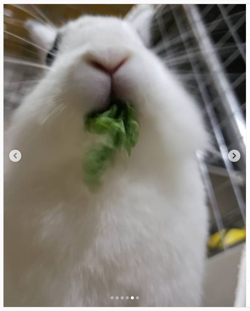 うさぎ畑,ユーザーフォト,Instagram