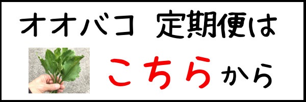 オオバコ,定期,バナー