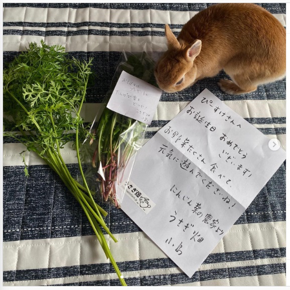 うさぎ畑,ユーザーフォト,Instagram