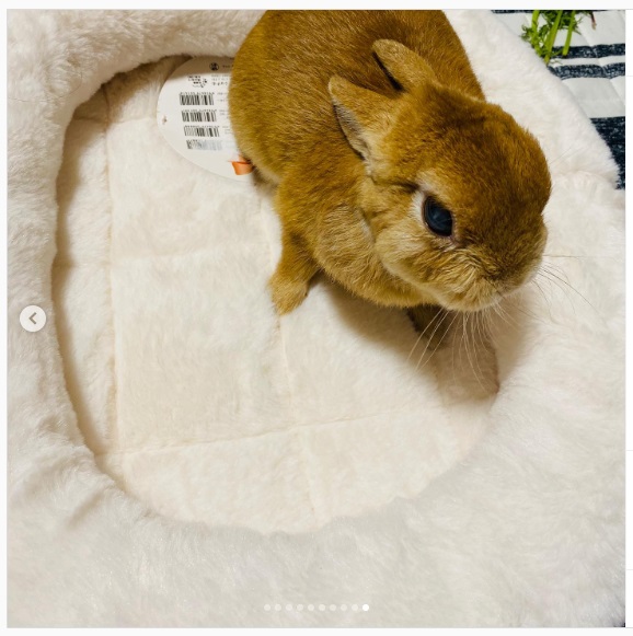 うさぎ畑,ユーザーフォト,Instagram