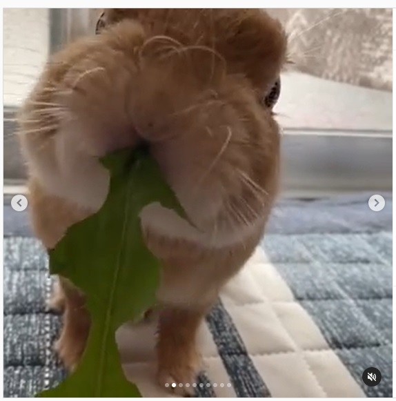 うさぎ畑,ユーザーフォト,Instagram