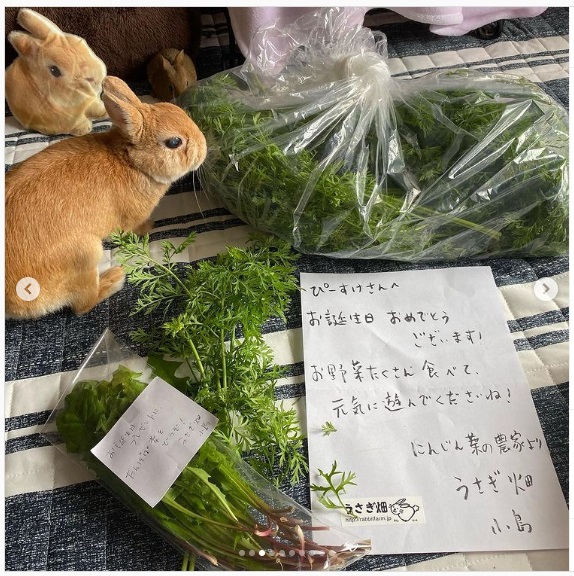 うさぎ畑,ユーザーフォト,Instagram
