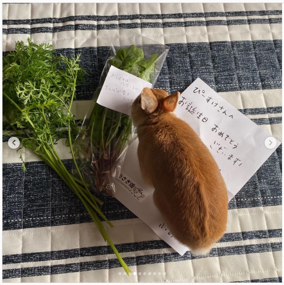 うさぎ畑,ユーザーフォト,Instagram