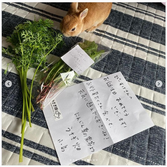 うさぎ畑,ユーザーフォト,Instagram