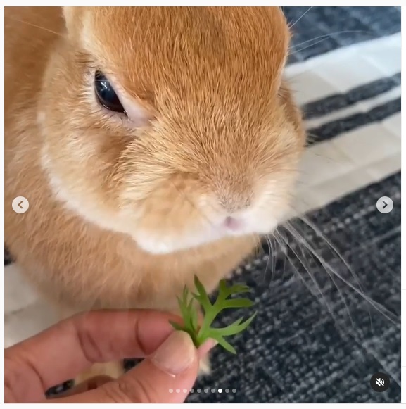 うさぎ畑,ユーザーフォト,Instagram
