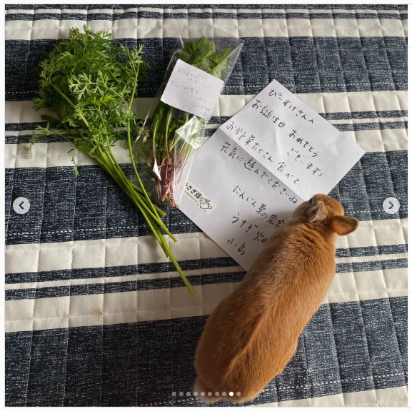 うさぎ畑,ユーザーフォト,Instagram
