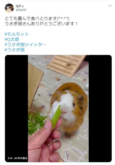 うさぎ畑,ユーザーフォト,Twitter