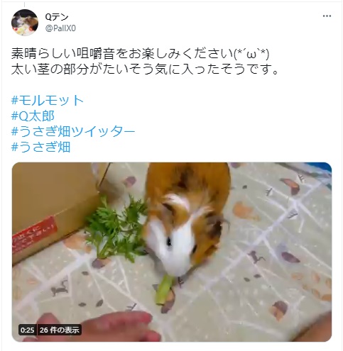 うさぎ畑,ユーザーフォト,Twitter