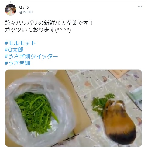 うさぎ畑,ユーザーフォト,Twitter