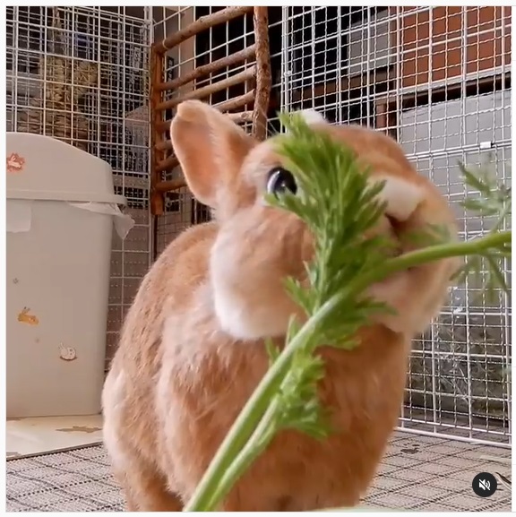 うさぎ畑,ユーザーフォト,Instagram