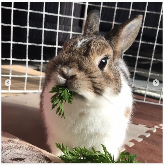 うさぎ畑,ユーザーフォト,Instagram
