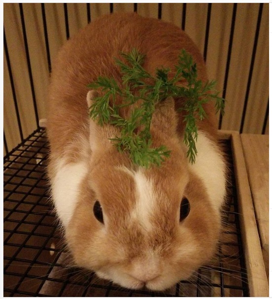 うさぎ畑,ユーザーフォト,Instagram