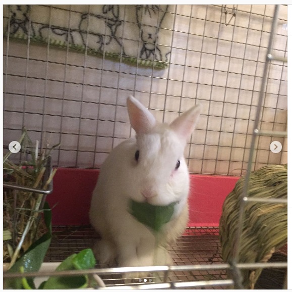 うさぎ畑,ユーザーフォト,Instagram