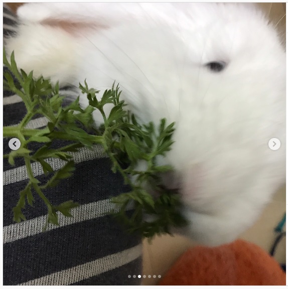 うさぎ畑,ユーザーフォト,Instagram