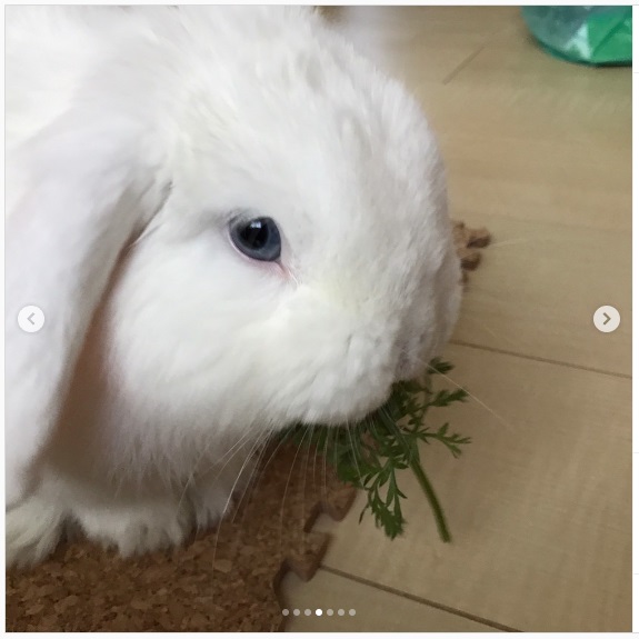 うさぎ畑,ユーザーフォト,Instagram