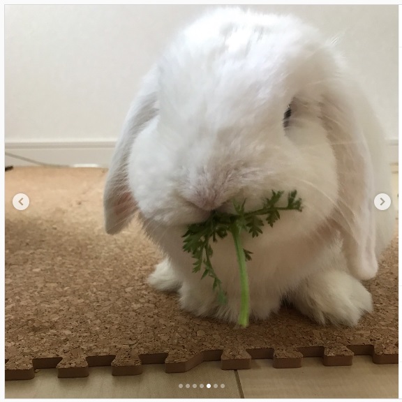 うさぎ畑,ユーザーフォト,Instagram