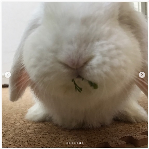 うさぎ畑,ユーザーフォト,Instagram
