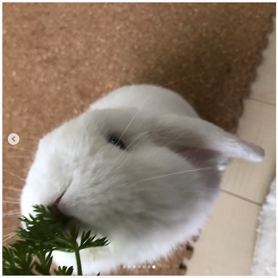 うさぎ畑,ユーザーフォト,Instagram