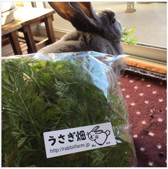 うさぎ畑,ユーザーフォト,Instagram