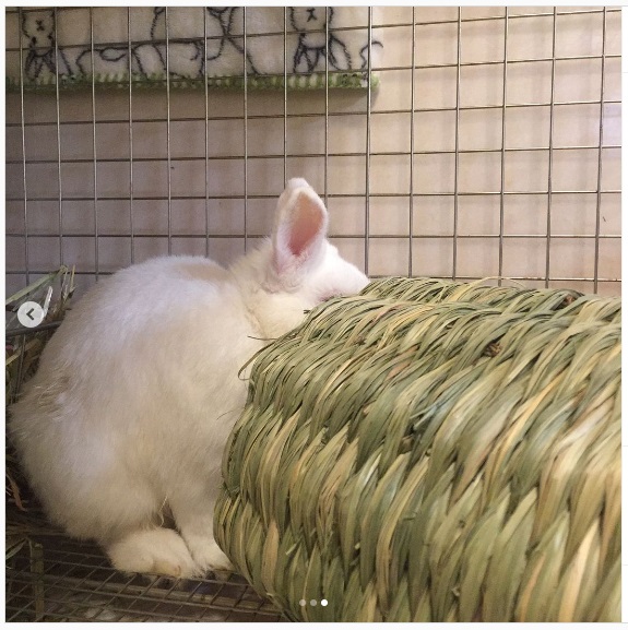 うさぎ畑,ユーザーフォト,Instagram