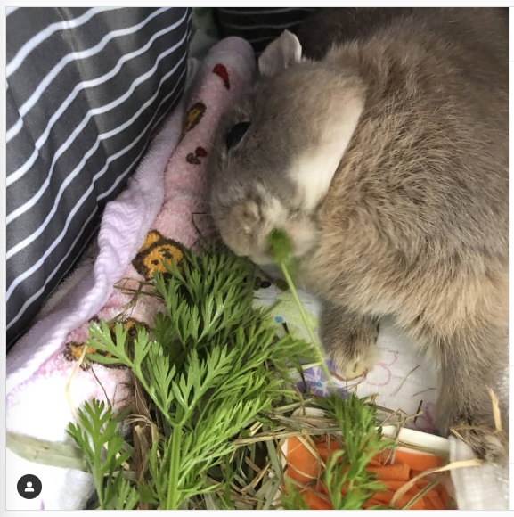 うさぎ畑,ユーザーフォト,Instagram