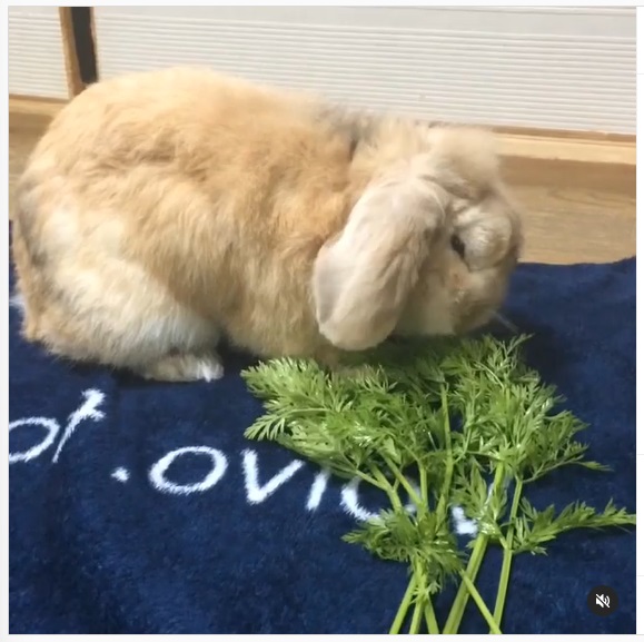 うさぎ畑,ユーザーフォト,Instagram