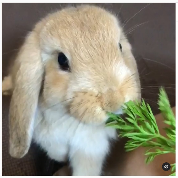 うさぎ畑,ユーザーフォト,Instagram