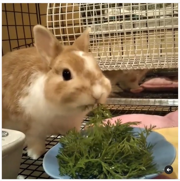 うさぎ畑,ユーザーフォト,Instagram
