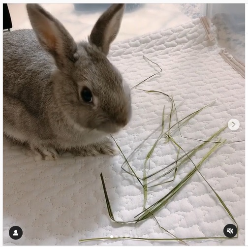 うさぎ畑,ユーザーフォト,Instagram
