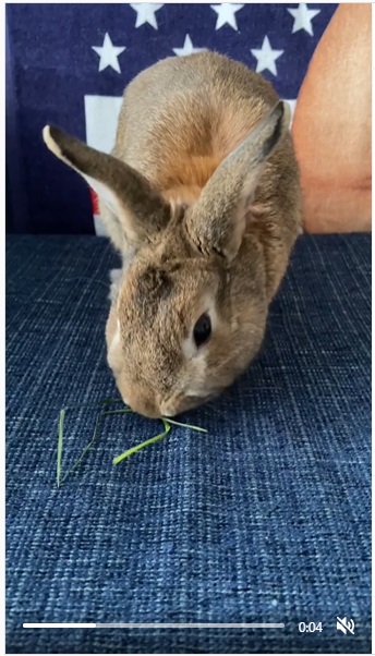 うさぎ畑,ユーザーフォト,Instagram