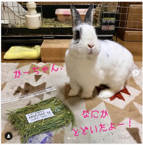 うさぎ畑,ユーザーフォト,Instagram
