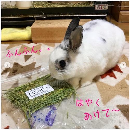 うさぎ畑,ユーザーフォト,Instagram