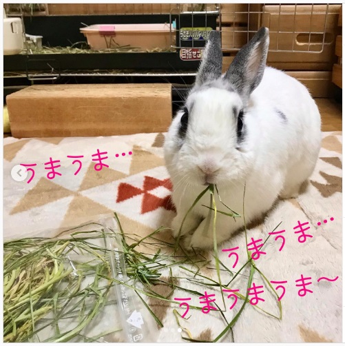 うさぎ畑,ユーザーフォト,Instagram