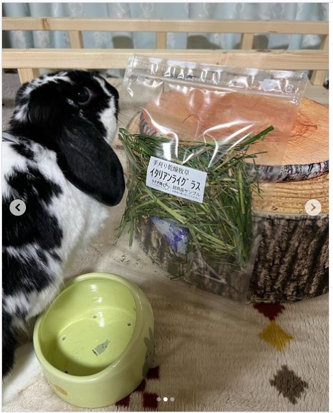 うさぎ畑,ユーザーフォト,Instagram