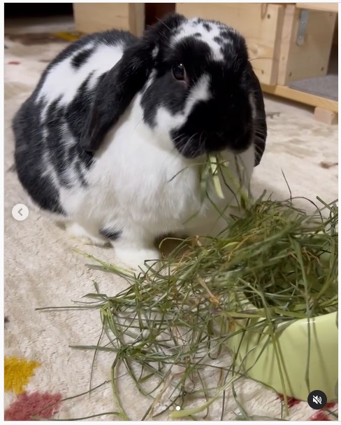 うさぎ畑,ユーザーフォト,Instagram