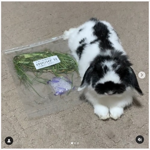うさぎ畑,ユーザーフォト,Instagram