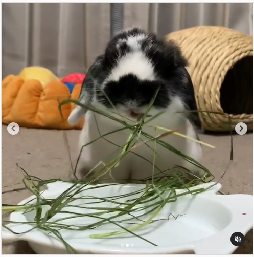 うさぎ畑,ユーザーフォト,Instagram