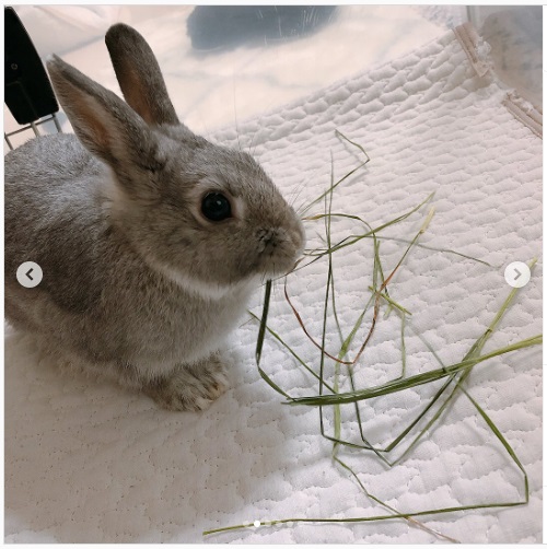 うさぎ畑,ユーザーフォト,Instagram