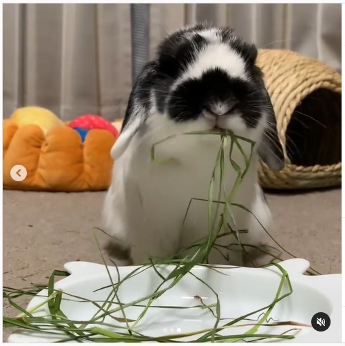うさぎ畑,ユーザーフォト,Instagram