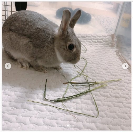 うさぎ畑,ユーザーフォト,Instagram