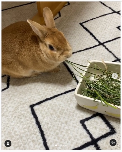 うさぎ畑,ユーザーフォト,Instagram