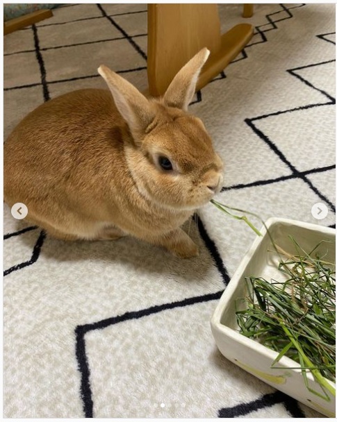 うさぎ畑,ユーザーフォト,Instagram