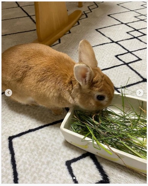 うさぎ畑,ユーザーフォト,Instagram