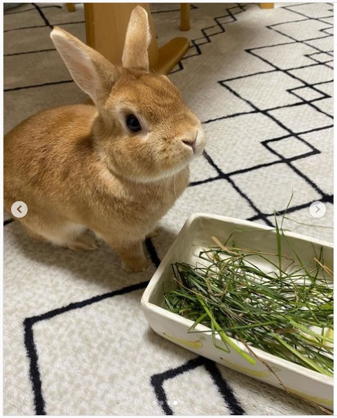 うさぎ畑,ユーザーフォト,Instagram