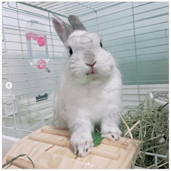 うさぎ畑,ユーザーフォト,Instagram