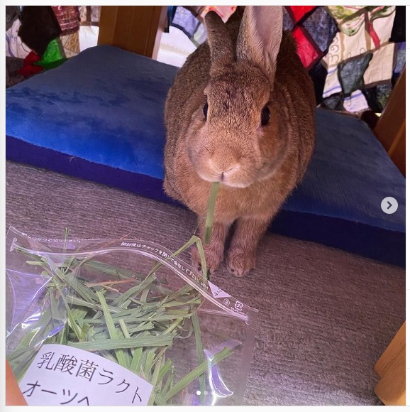 うさぎ畑,ユーザーフォト,Instagram